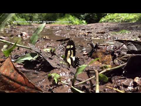 キオビアゲハの飛翔480fps Papilio torquatus