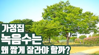 집 앞 녹음수, 가로수 전지방법! (튼튼하고 건강한 교목 정원수 전지!)[전원주택 전지]