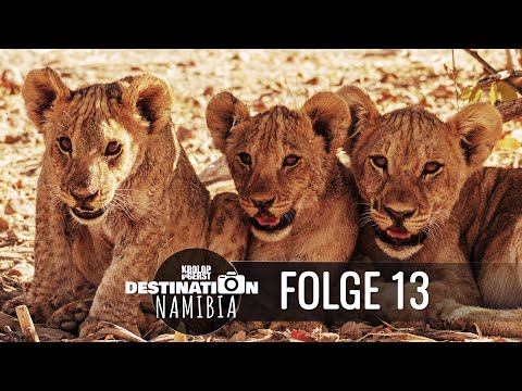 Destination Namibia 🐆 13 - Lion cubs on Ongava! 📷 Travel photography documentary - Krolop&Gerst
