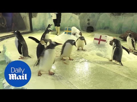 SeaLife penguins predict England World Cup win over Sweden