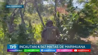 En Agua Buena OS-7 Rancagua incauta 4.567 plantas de Cannabis de más de 2 metros de altura