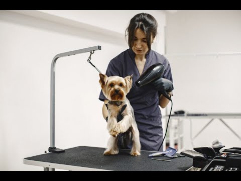 Tomorrows Trends Pet Spa