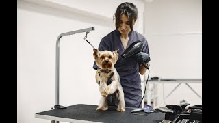 Paw trends The Pet Grooming & Spa