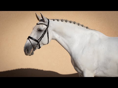 Horse for Sale | Sportive Piro Free Lusitano Mare (REF#382)