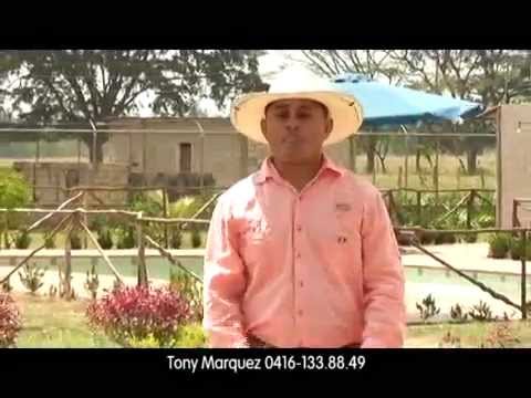 Tony Marquez Recorriendo Barinas