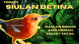 Download lagu SIULAN ANIS MERAH BETINA AMPUH BUAT PANCINGAN ANIS MERAH MACET TOTAL GAK BISA BUNYI | HW ANIS MERAH mp3 Download lagu SIULAN ANIS MERAH BETINA AMPUH BUAT PANCINGAN ANIS MERAH MACET TOTAL GAK BISA BUNYI | HW ANIS MERAH mp3