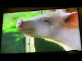 Babe Pig In The City Trailer