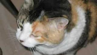 Lady, Sarah and the gang