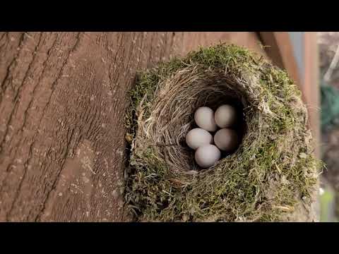 Eastern Phoebe Birds Nest Pt. 1