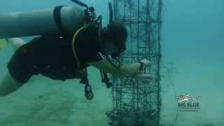 Big Blue Diving. Conservation Internship.