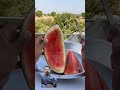 Watermelon Breeds Exposed#shorts #outofmindexperiment #watermelon
