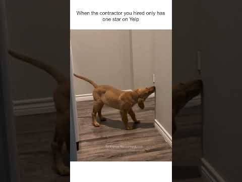 Le chiot n'arrête pas de manger mes murs !