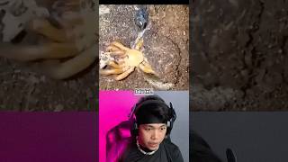 Download lagu These Are the Most Horrifying Spiders in the World 😱 #shorts mp3