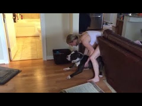 Куче отказва да влезе в банята