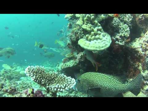 ELLAIDHOO - MALEDIVEN 2013, Ari Atoll,Malediven