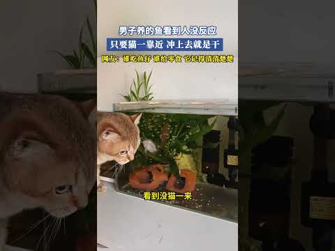 男子家養的魚看到人沒反應，只要貓一靠近沖上去就是幹，網友：誰吃魚仔，誰給零食，它記得清清楚楚 #大熱門 #共鳴