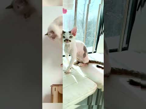 #fypシ゚viral  #fypyoutube