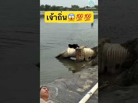 แมวเรียกปลา💯 #funny #wildlife #fishing #animals #nature #rock #ทาสแมว #แมวส้ม #cat #cats #catvideos