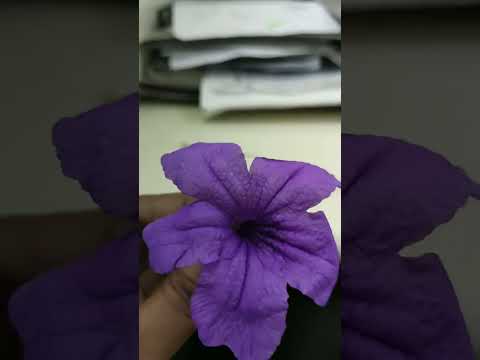 #flowers #shorts #youtubeshorts