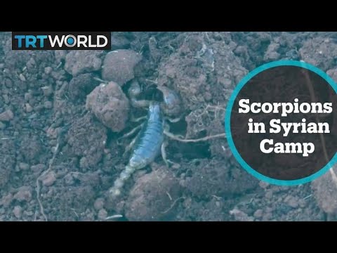 Summer brings black scorpions out on Idlib encampments