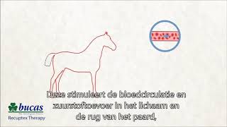 Bucas Recuptex Therapy Navy 115/152