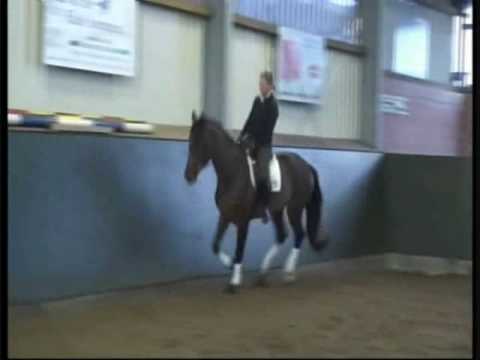 Florencio x Rohdiamant x Donnerhall Gelding