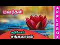 Ivagai Nilangal In Tamil ஐவகை நிலங்களும் பூக்களும் Fiv