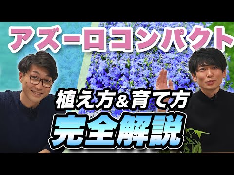 ローザ・アグレスティス