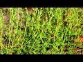 How to Grow Thyme from Seeds