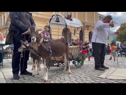 Historisches Markttreiben – Zwickau im Wandel der Zeiten