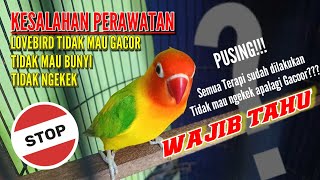 Download lagu Lovebird tidak mau ngekek dan Gacor 'Lovebird mania Wajib Tahu' mp3