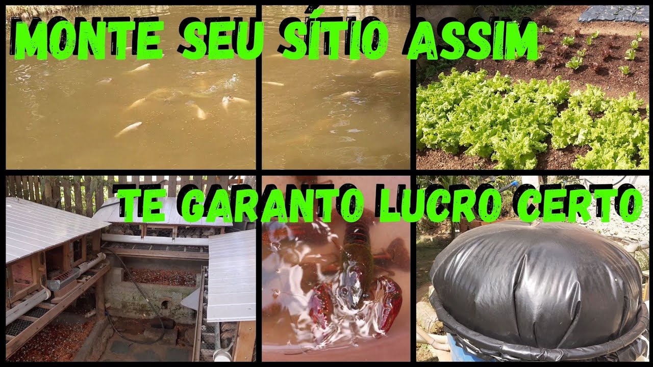 Monte Sítio Pequeno Neste Sistema-Retorno Rápido Garantido #sustentabilidade @TILAPIAMinhaVida