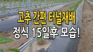 고추 터널재배 정식 15일 후 이렇게 잘 자라고 있습니다. 고추재배 고추농사