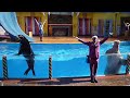 Sea Lion High The Christmas Special SeaWorld Orlando