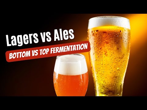 Beer 101: Lagers vs Ales