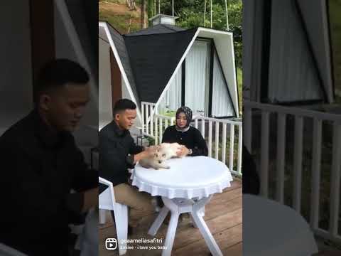 Momen Prewedding bersama 2 anabul #shorts #fyp #cat #catlover #cats #love