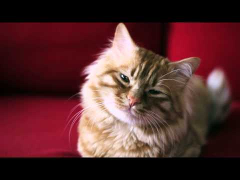 Why Do Cats Hate Water? - YouTube
