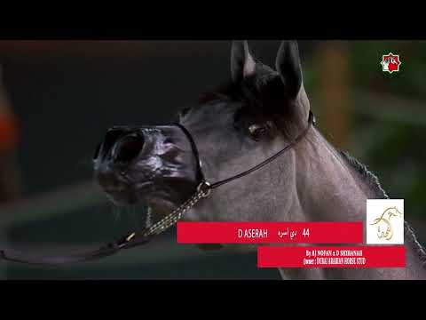 44 D ASERAH _ FUJAIRAH INTERNATIONAL ARABIAN HORSE CHAMPIONSHIP 14 - 16  December 2023.