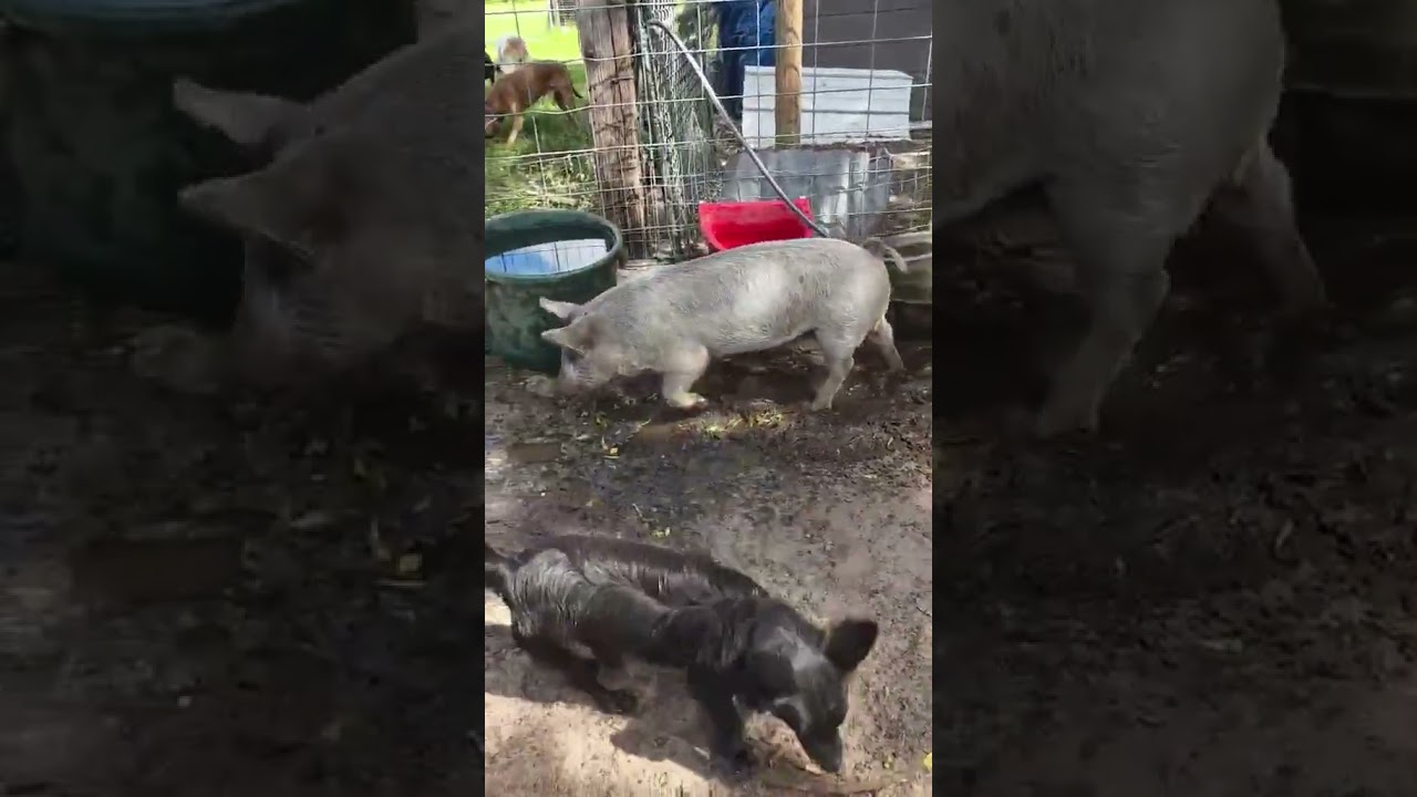 These Pigs video