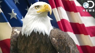 9 Facts You Didn’t Know About Bald Eagles