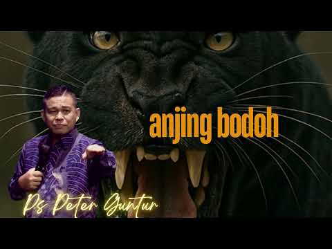ANJING ANJING BODOH  -  PETER GUNTUR