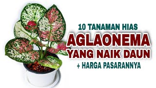 Download lagu 10 Tanaman Hias Aglaonema Tercantik Yang Naik Daun Tahun ini mp3