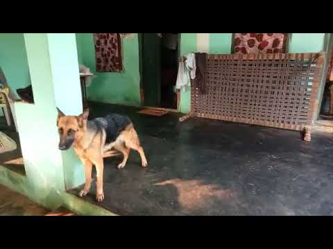 German shepherd @9989976080