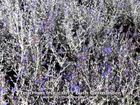 download lagu mp3 mp4 Teucrium Fruticans Compactum, download lagu Teucrium Fruticans Compactum gratis, unduh video klip Teucrium Fruticans Compactum
