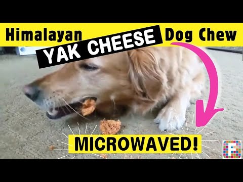 Himalayan Dog Chew Microwaved (A HACK To Make Yak Chews Last Longer!)