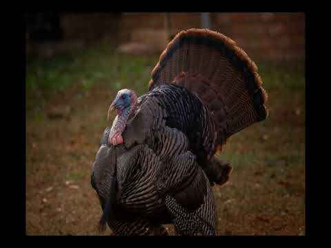 Tom Brady genera polémica al declarar que el Super Bowl LX no le interesa