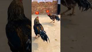 Download lagu PURE ASEEL MURGS🐯😡 #murgo ki ladai#murga #shorts #youtubeshorts mp3