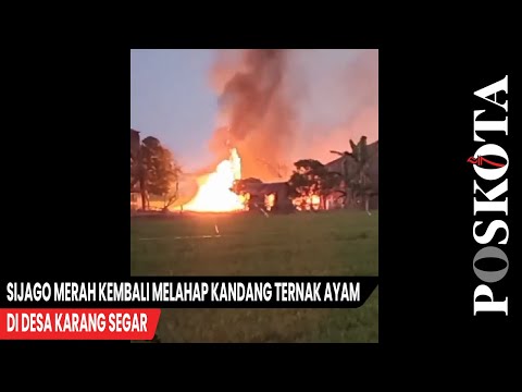 Sijago Merah Kembali Melahap Kandang Ternak Ayam di Desa Karang Segar