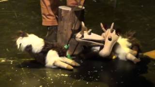 Trailer El llop i les 7 cabretes Xip Xap 1