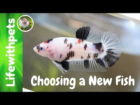 How to Choose a Betta Fish and Add It To The Tank (episode 5)